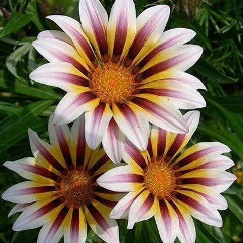 Sunflower Seeds – Africa Gazania