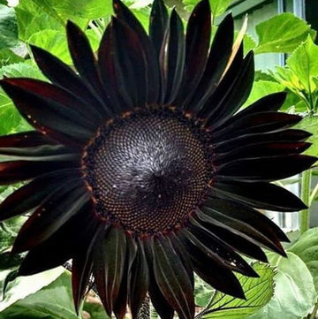 Sunflower Seeds – Black Giant