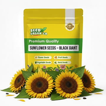 Sunflower Seeds – Black Giant