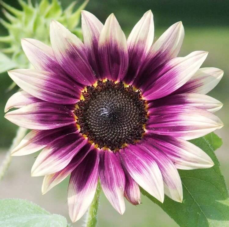 Sunflower Seeds – Cream Violet