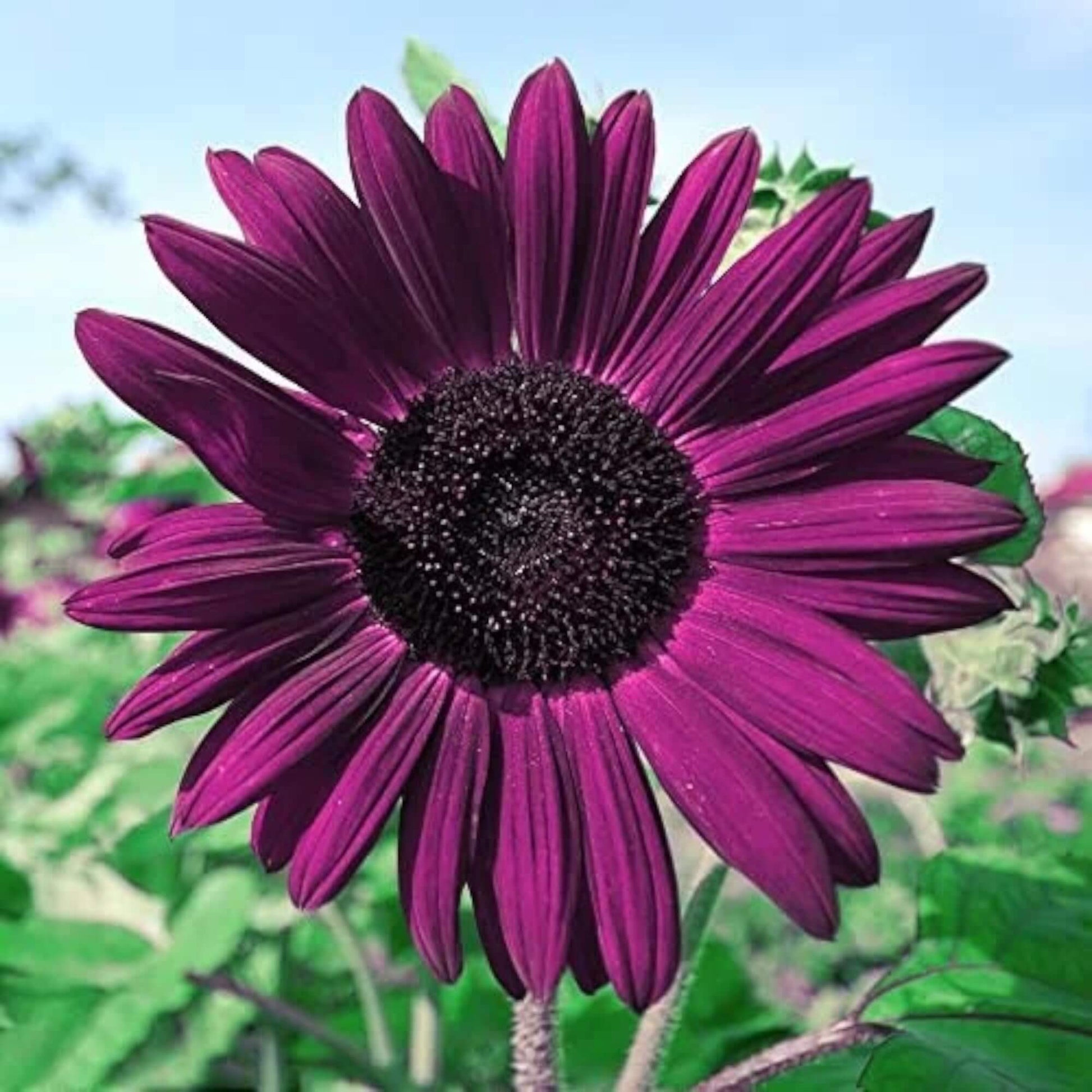 Sunflower Seeds – Deep Purple