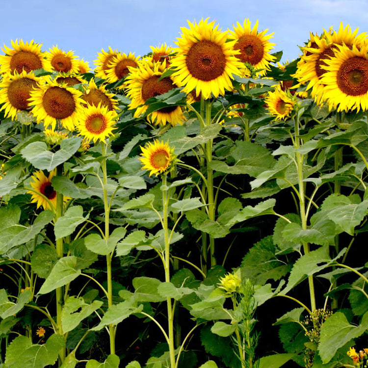 Sunflower Seeds For Planting