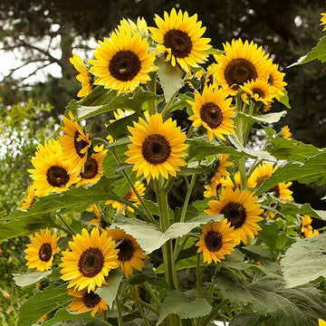 Sunflower Seeds For Planting