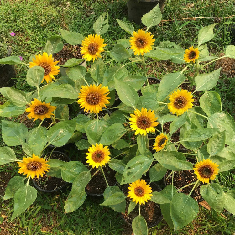Sunflower Seeds For Planting