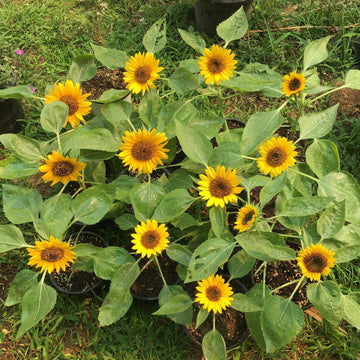 Sunflower Seeds For Planting
