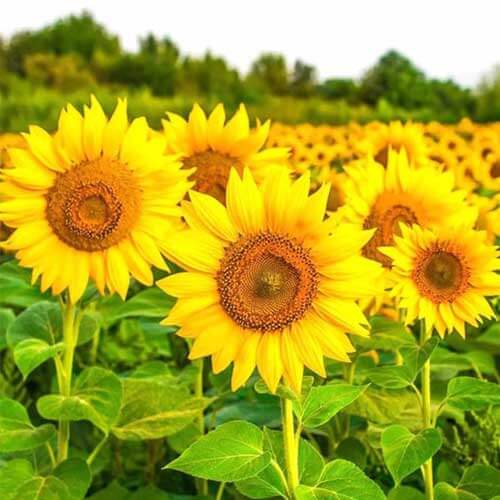 Sunflower Seeds For Planting
