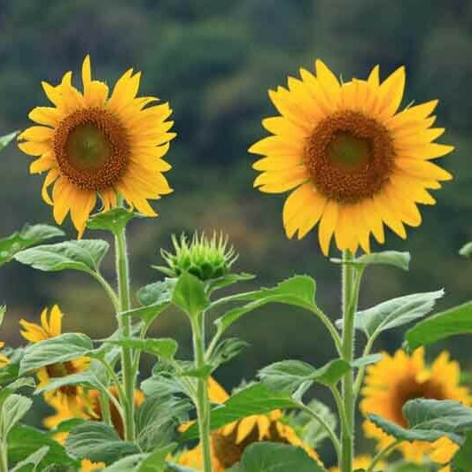 Sunflower Seeds For Planting
