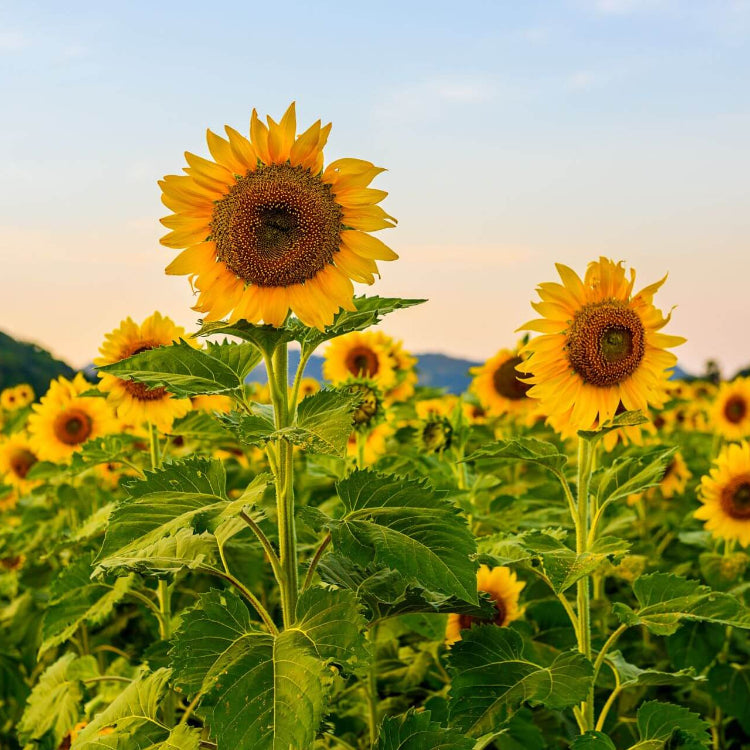 Sunflower Seeds For Planting