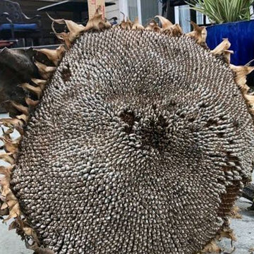 Sunflower Seeds – Gray Giant