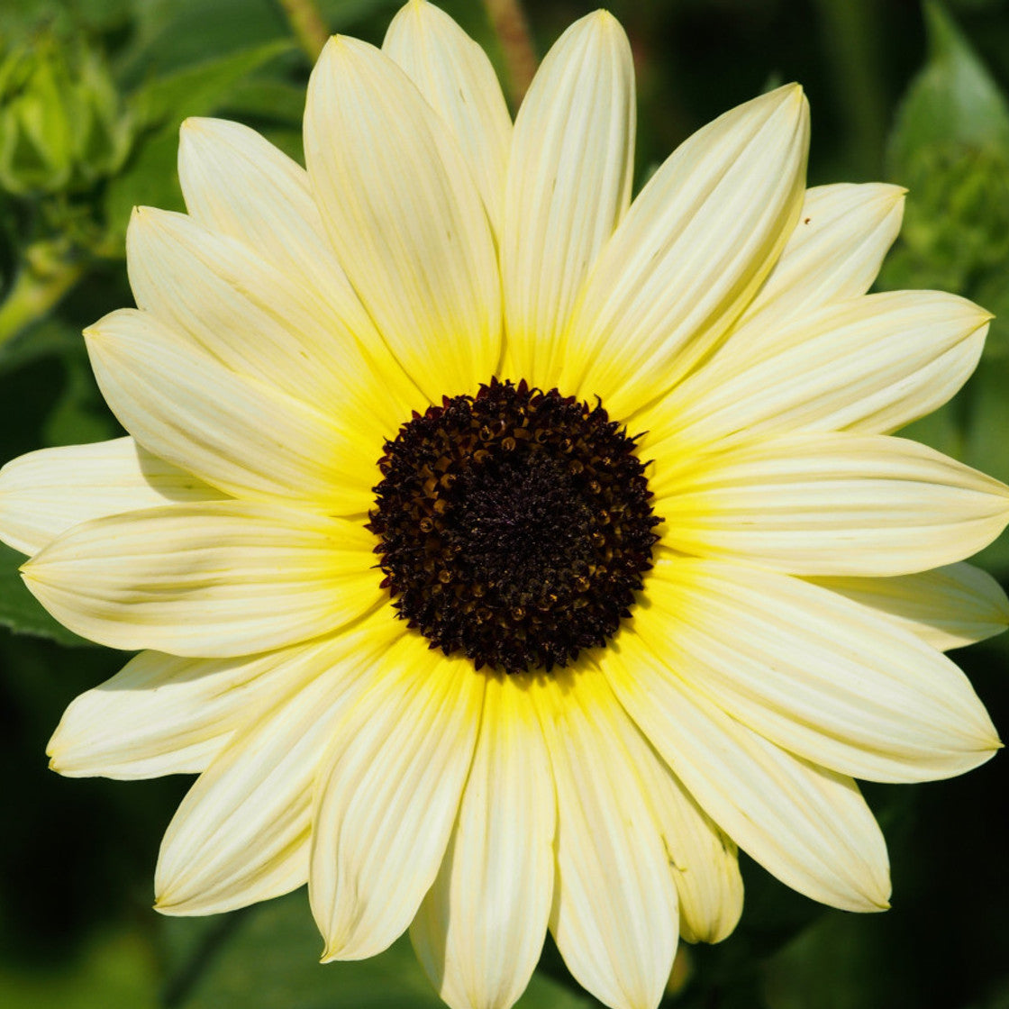 Sunflower Seeds – Ice