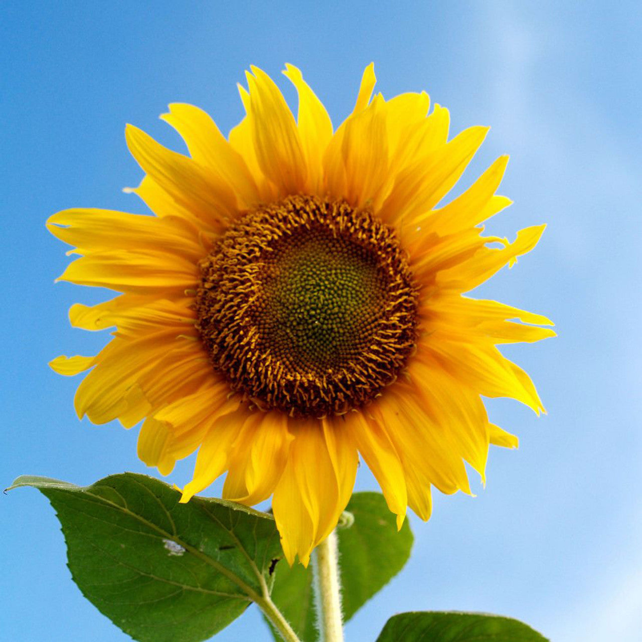 Sunflower Seeds – Mongolian Giant