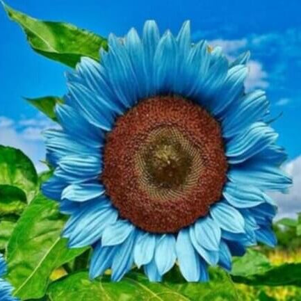 Sunflower Seeds – Ocean Blue