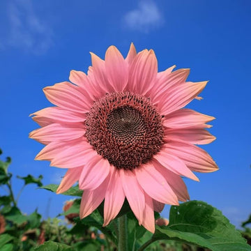 Sunflower Seeds – Pink
