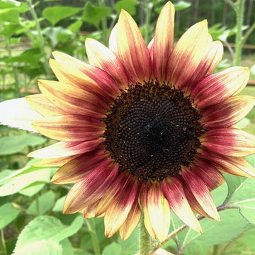 Sunflower Seeds – Pink Mix