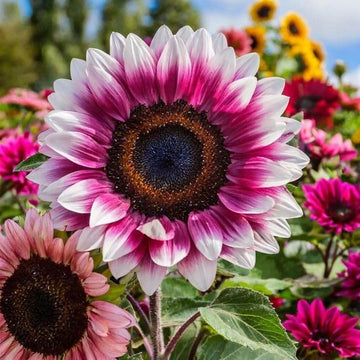 Sunflower Seeds – Pink and White