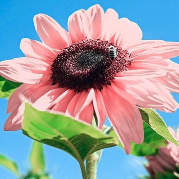 Sunflower Seeds – Premium Pink