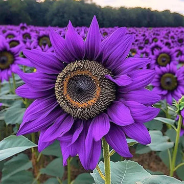 Sunflower Seeds – Purple
