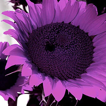 Sunflower Seeds – Purple Mini