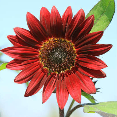 Sunflower Seeds – Red Mini