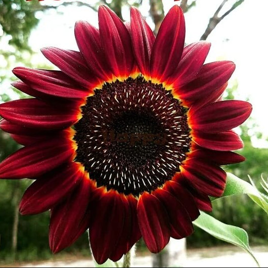 Sunflower Seeds – Red Moulin