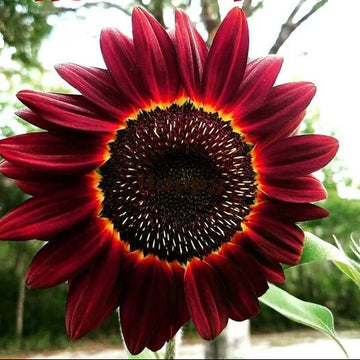 Sunflower Seeds – Red Moulin