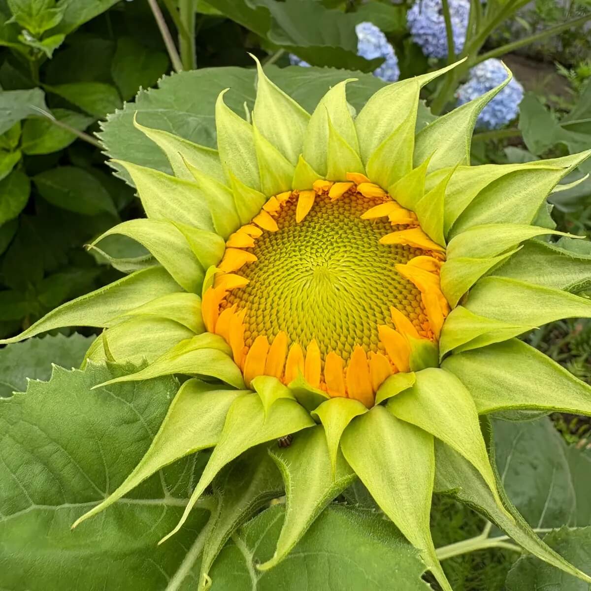 Sunflower Seeds – Sea Green