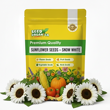 Sunflower Seeds – Snow White