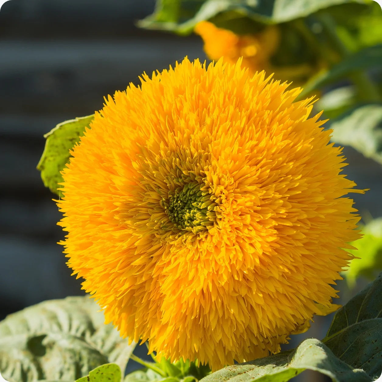 Sunflower Seeds – Teddy Bear