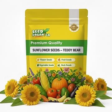 Sunflower Seeds – Teddy Bear