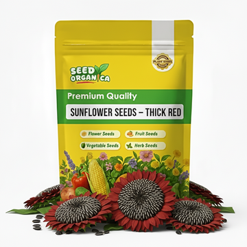 Sunflower Seeds – Thick