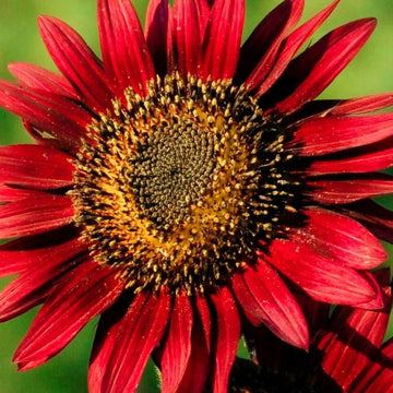 Sunflower Seeds – Thick Red