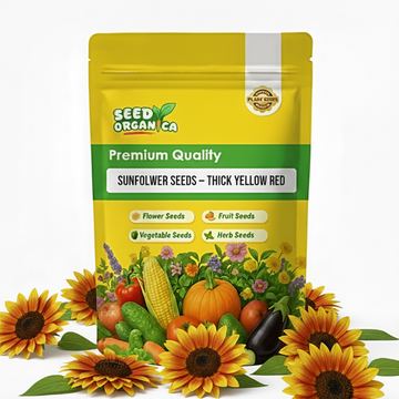 Sunflower Seeds – Thick Yellow Red