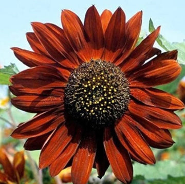 Sunflower Seeds – Velvet Queen