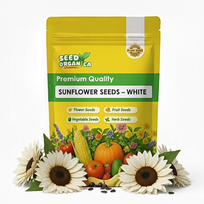 Sunflower Seeds – White