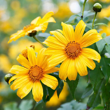 Sunflower Seeds – Yellow Mexican