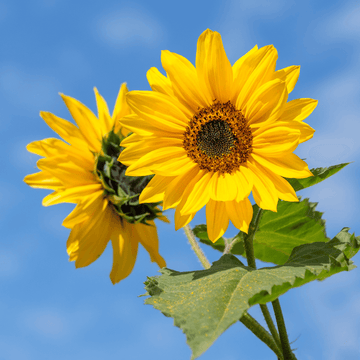 Sunflower Seeds – Yellow Orange Wildflower Mix, Heirloom