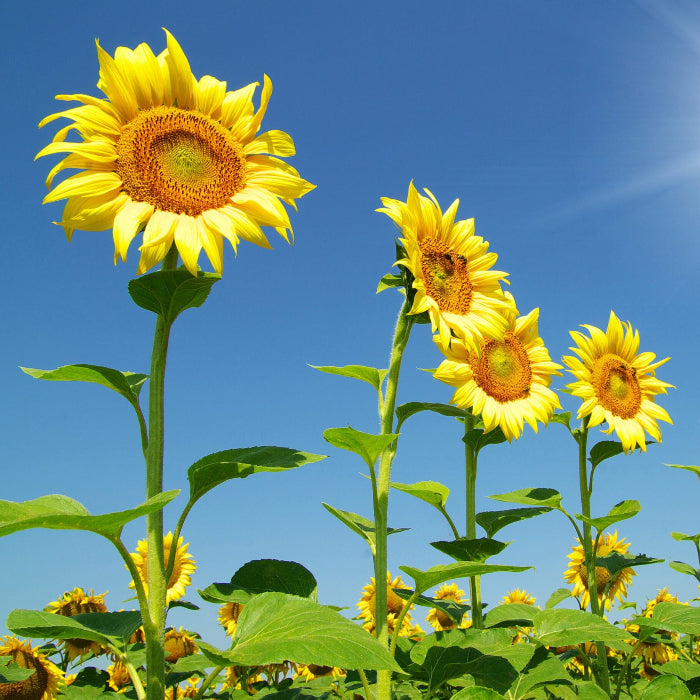 Sunflower Seeds – Skyscraper
