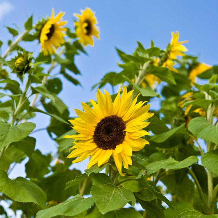 Sunflower Seeds – Skyscraper
