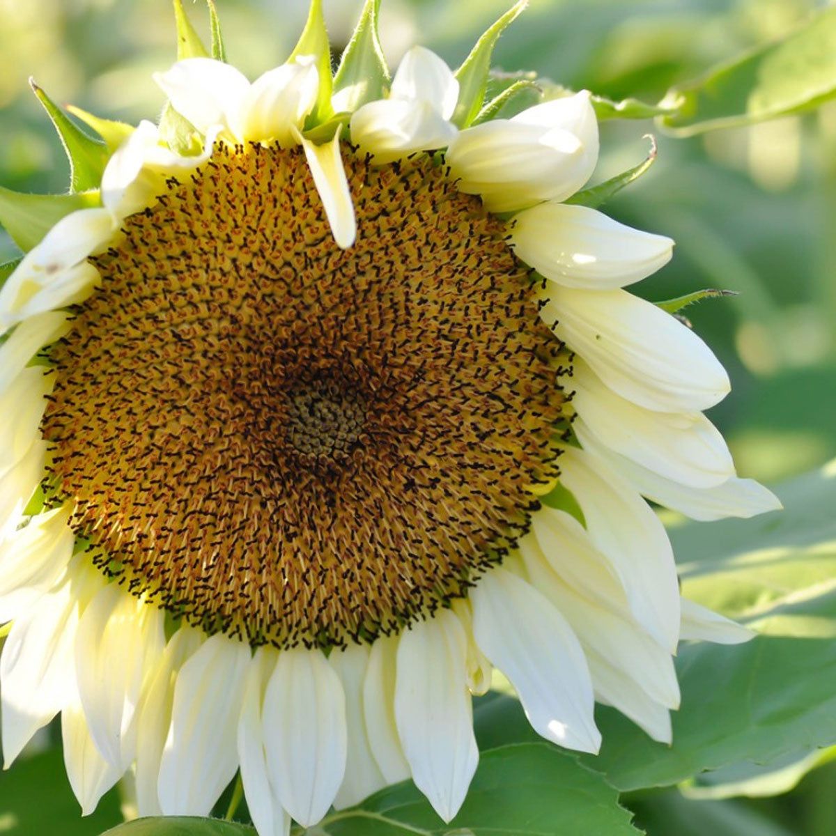 Sunflower Seeds – Snow White