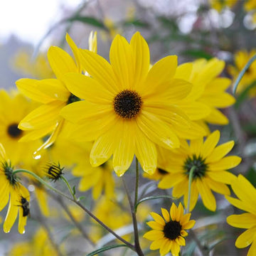 Sunflower Seeds – Swamp
