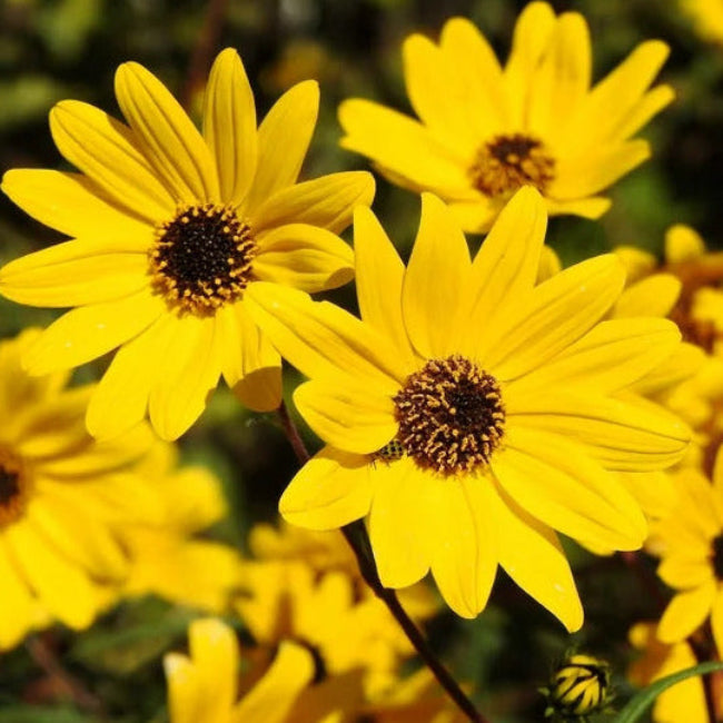 Sunflower Seeds – Swamp
