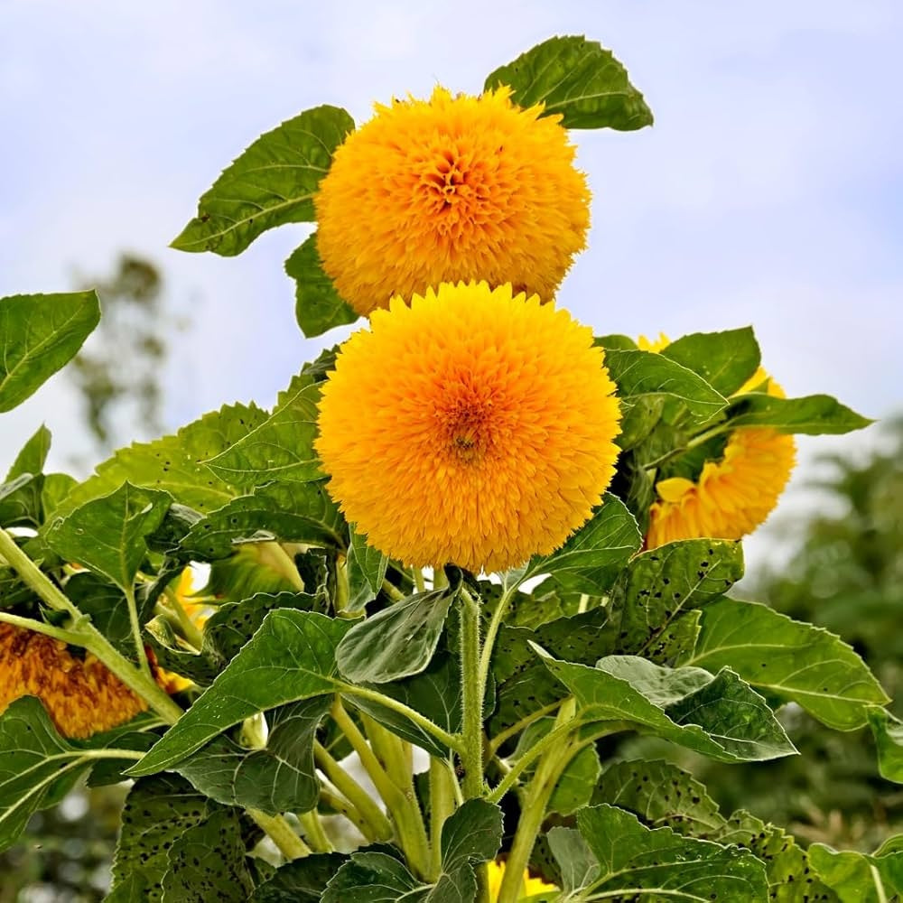 Sunflower Seeds – Teddy Bear