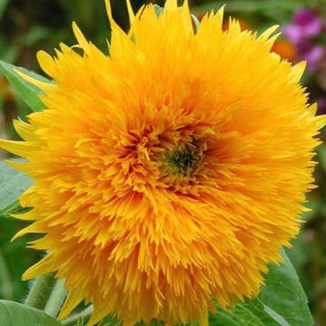 Sunflower Seeds – Thick