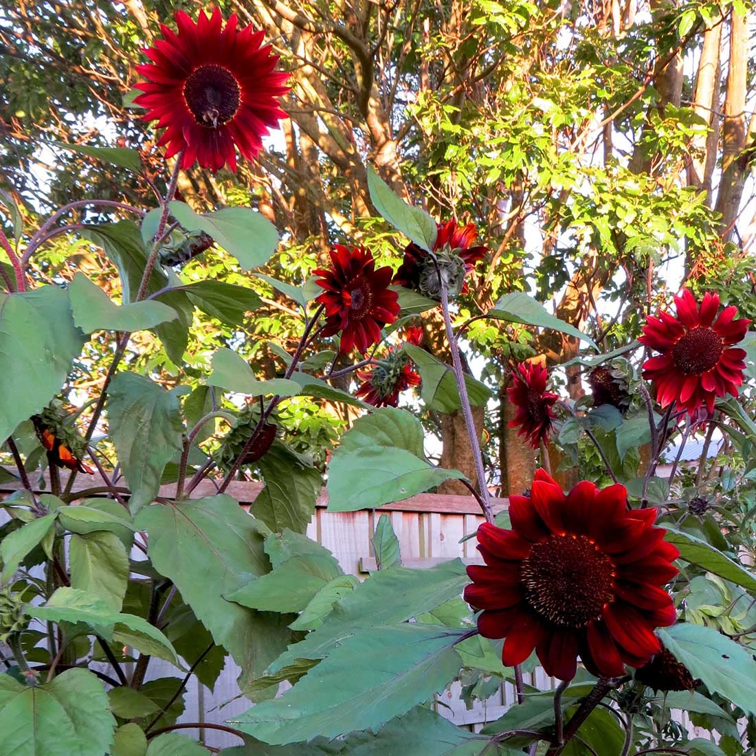 Sunflower Seeds – Thick Red