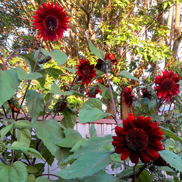 Sunflower Seeds – Thick Red