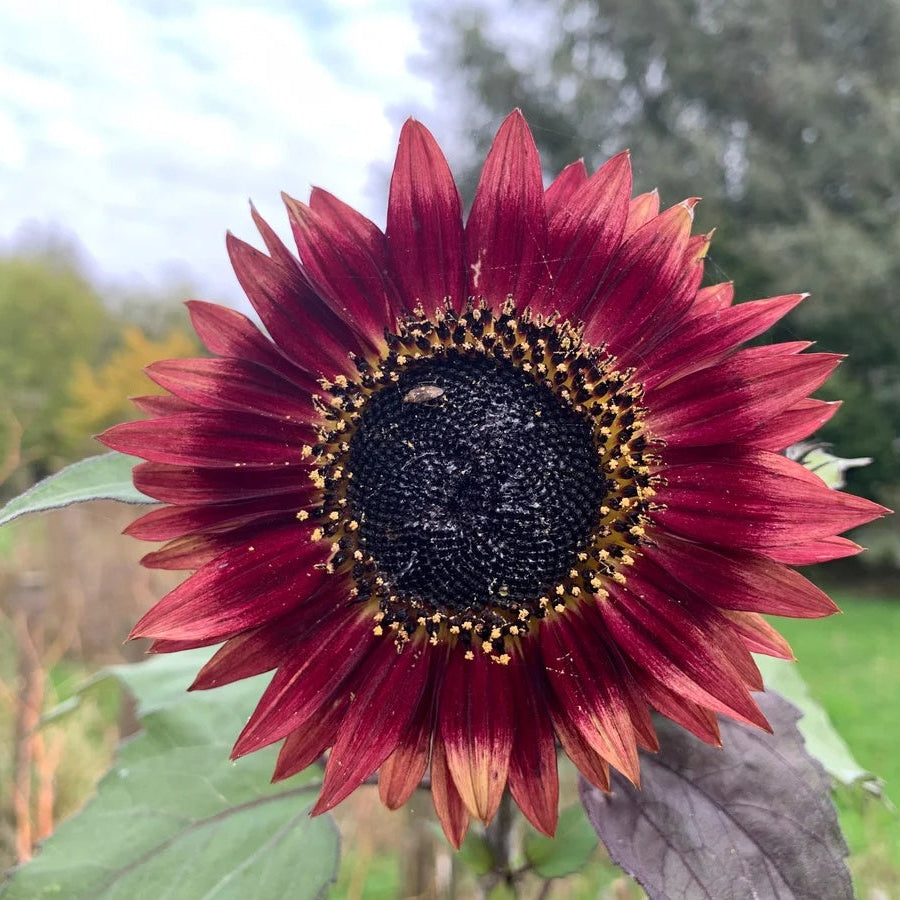 Sunflower Seeds – Thick Red