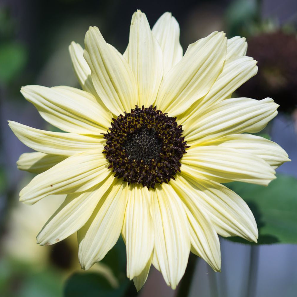 Sunflower Seeds – White
