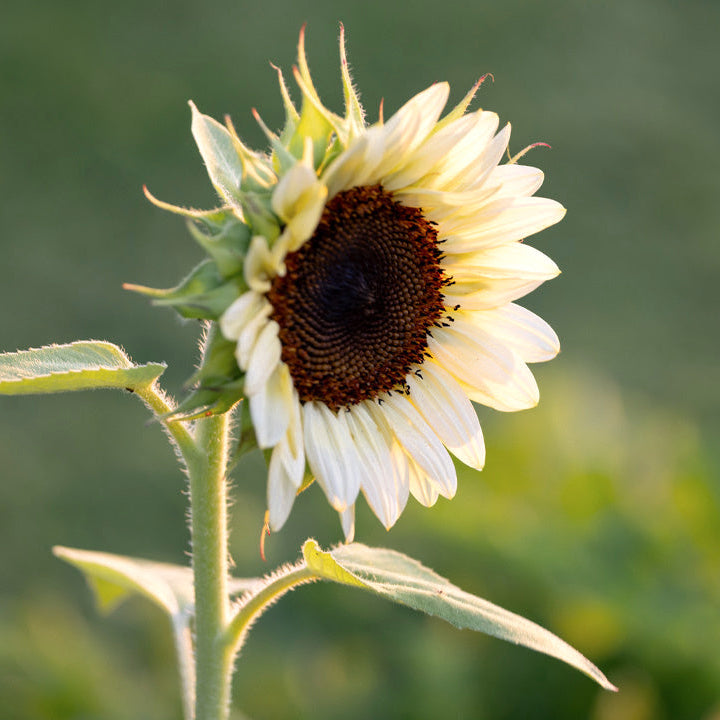 Sunflower Seeds – White
