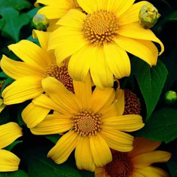 Sunflower Seeds – Yellow Mexican