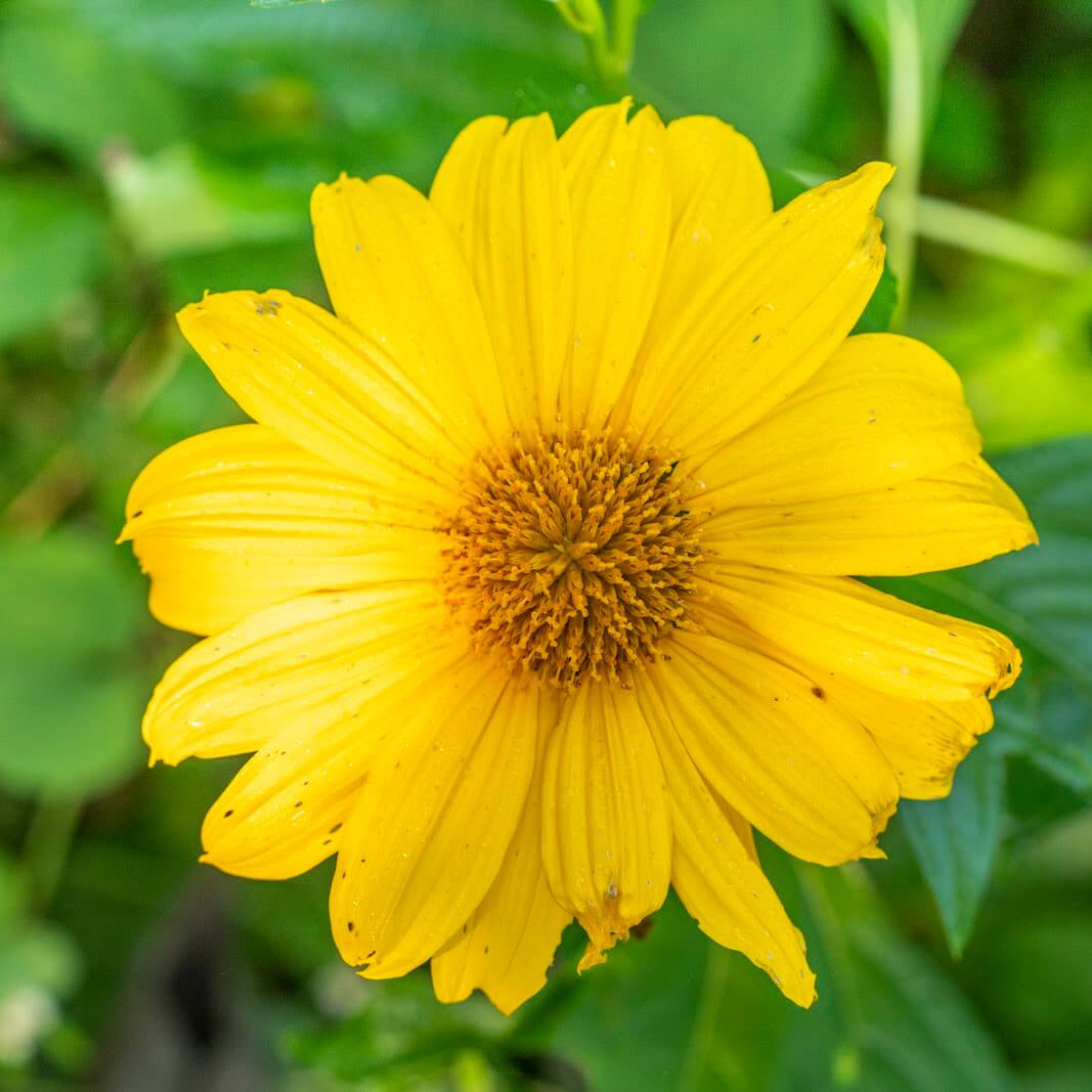 Sunflower Seeds – Yellow Mexican